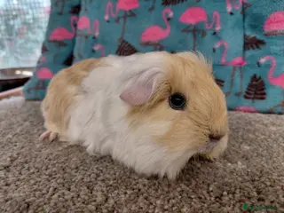 Guinea Pig rodents Baby Longhaired Boars Texel/Merino To Reserve - Advert 16