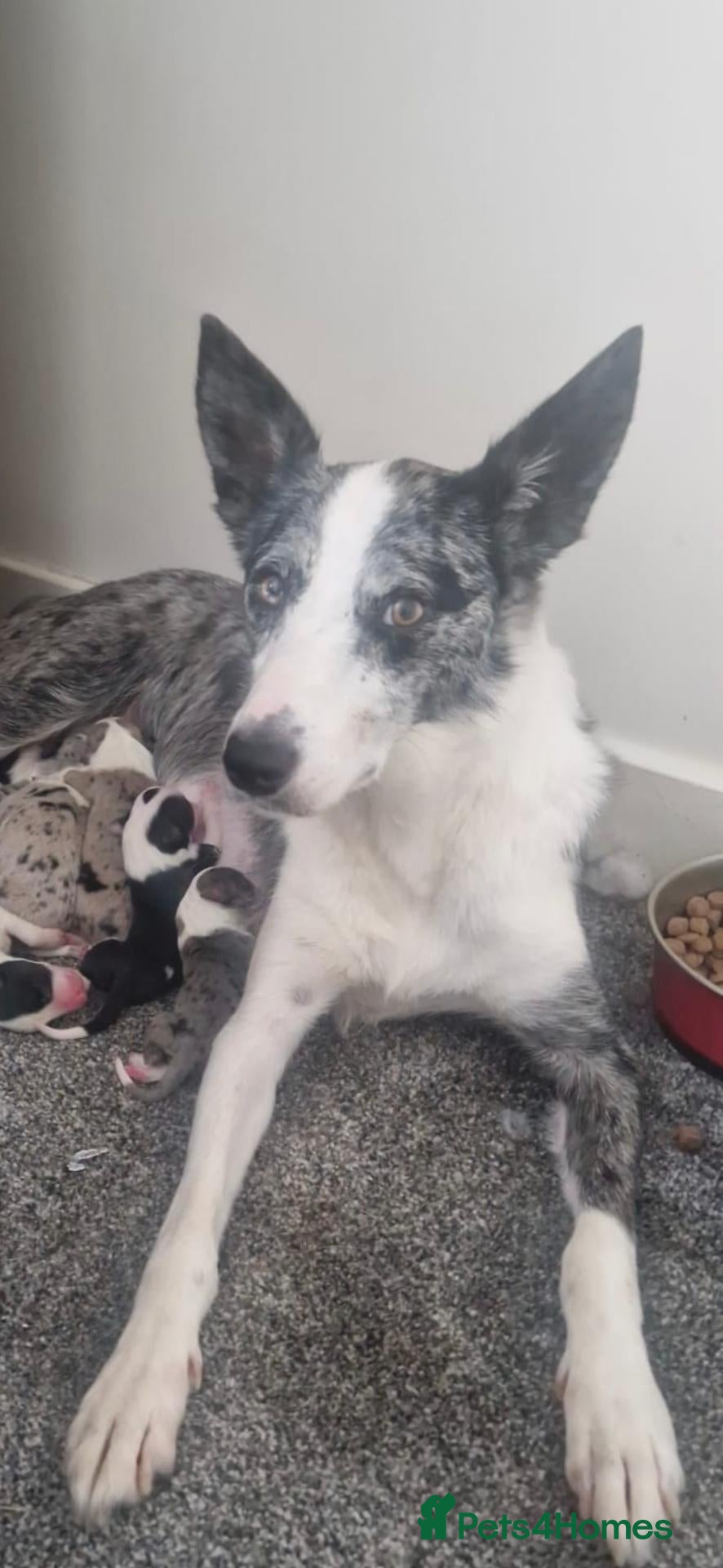 Border Collie dogs for sale: 10 Border Collie pups - Advert 1