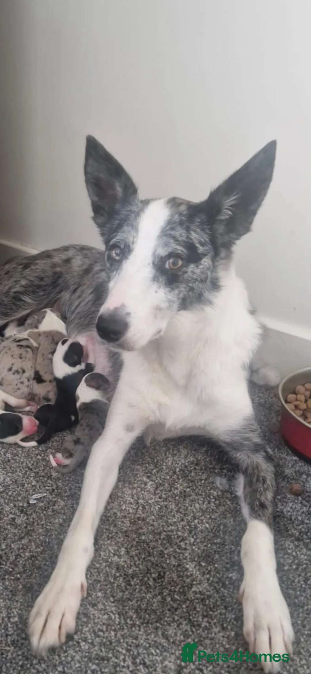 Border Collie dogs for sale: 10 Border Collie pups - Advert 1