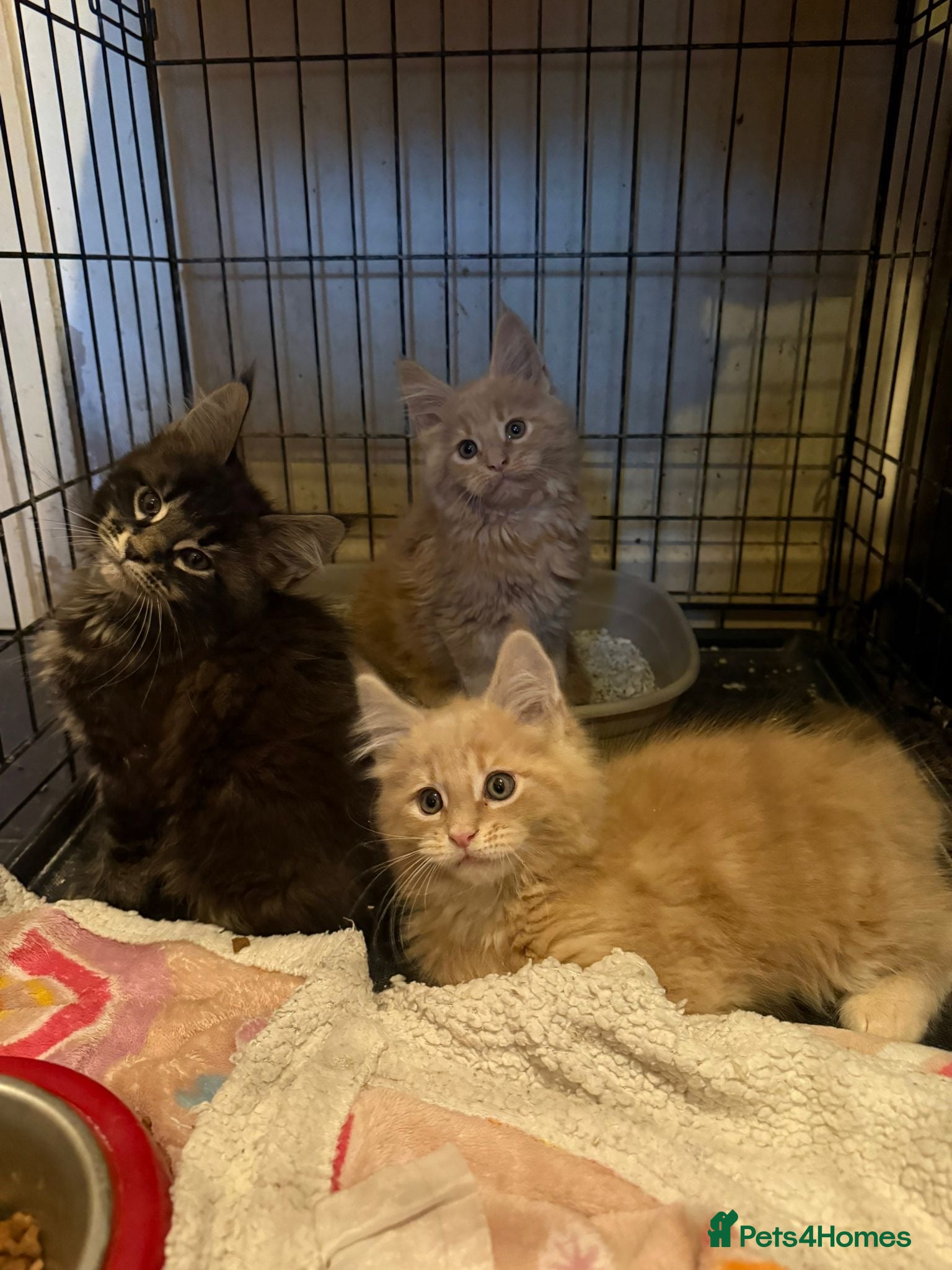 Maine Coon cats  Maine Coon Kittens – 3 Boys Available  - Advert 18