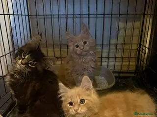 Maine Coon cats Maine Coon Kittens – 3 Boys Available - Advert 1