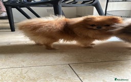 Pomeranian dogs for stud: Orange boy chocolate producer Stud  - Image 4