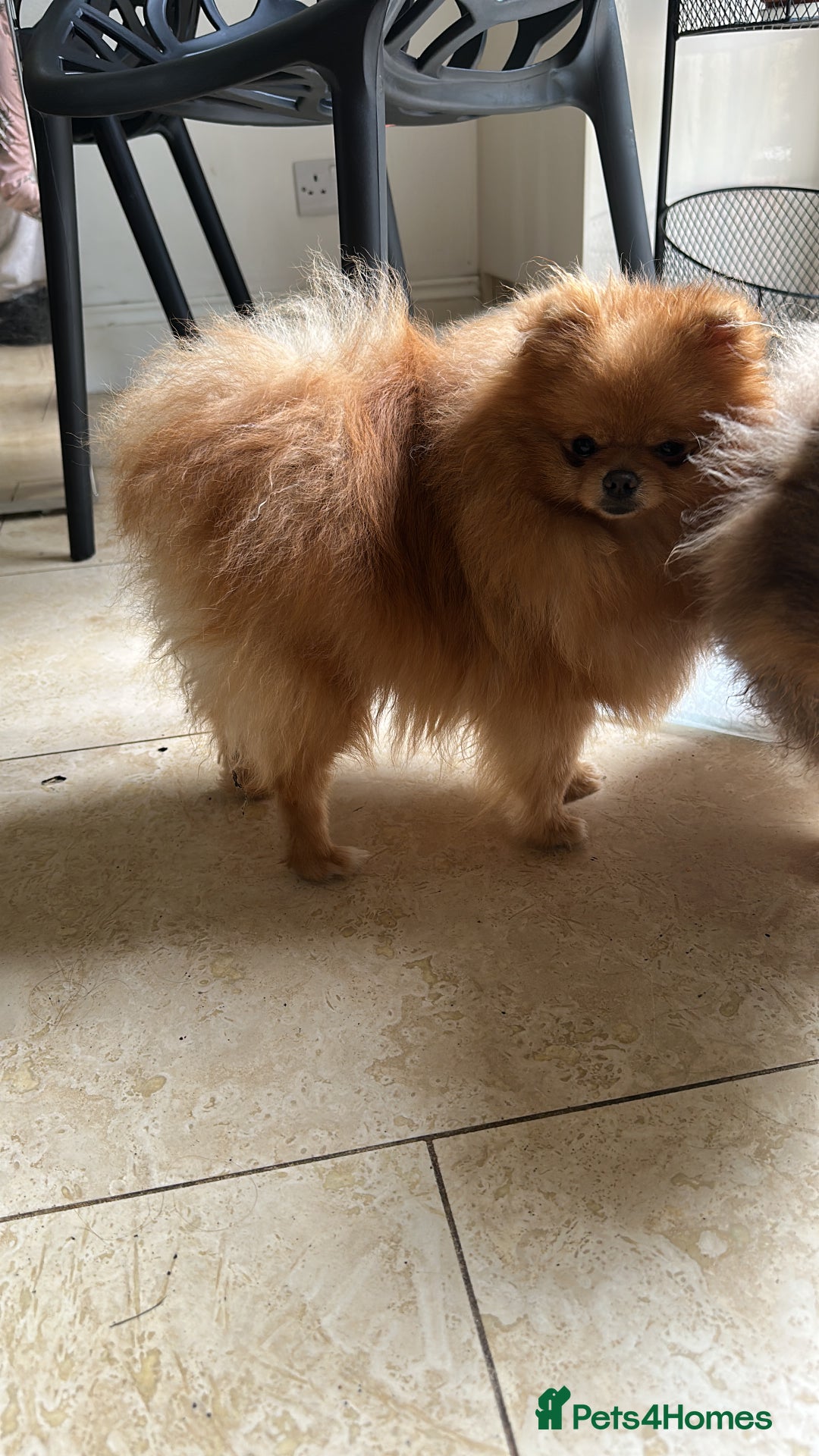 Pomeranian dogs for stud: Orange boy chocolate producer Stud  - Image 4