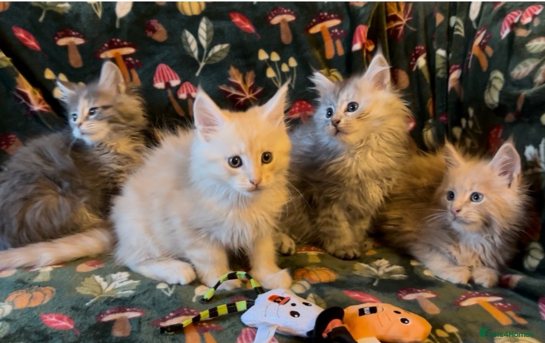 Maine Coon cats for sale: Maine Coon Kittens TICA  - Image 4