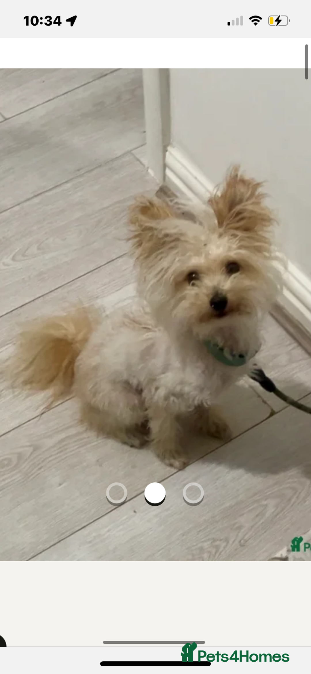 Pomapoo dogs for sale: Yuki 1 year old Pomapoo - Advert 2