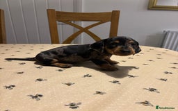 Miniature Dachshund dogs for sale: KC, PRA Clear Miniature Dachshund Puppies - Image 8