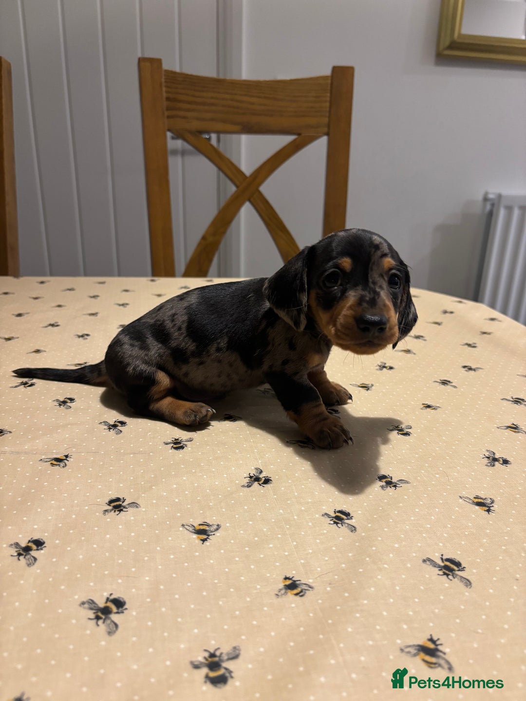 Miniature Dachshund dogs for sale: KC, PRA Clear Miniature Dachshund Puppies - Image 8