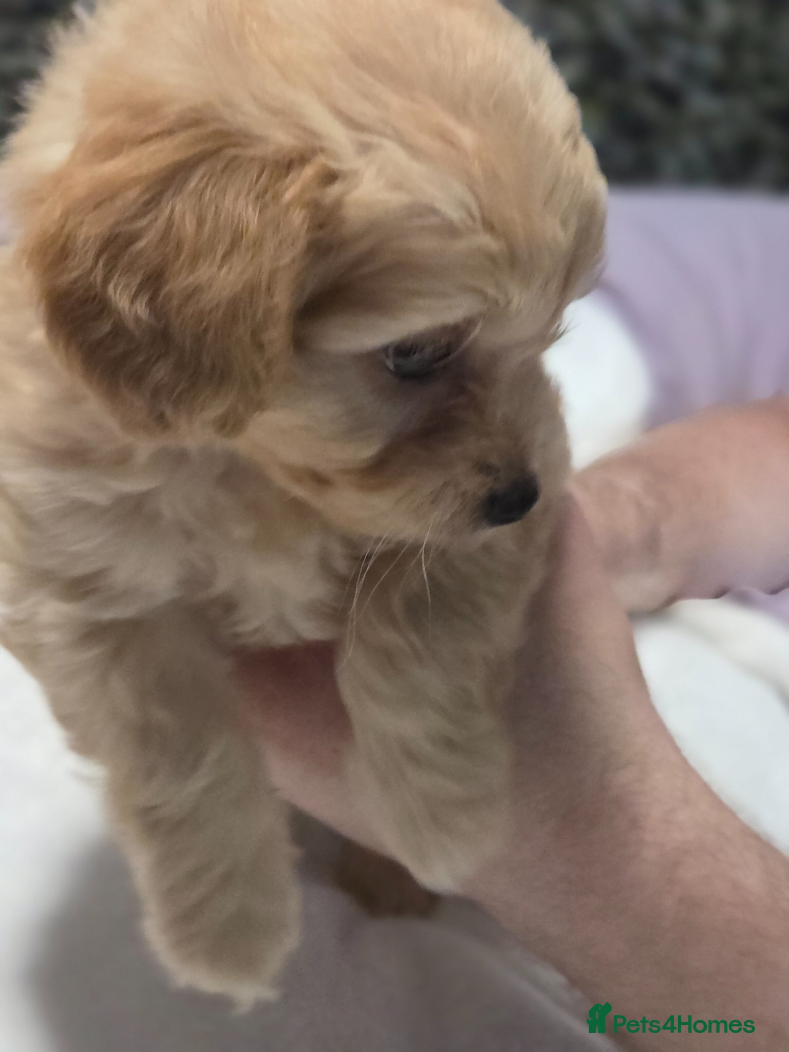 Chipoo dogs for sale:  Chihuahua x miniature poodles  in Leicester - Advert 4