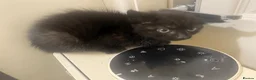 Mixed Breed cats for sale: 3  little black balls of fur - Advert 3