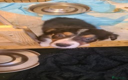 Border Collie dogs for sale: Border collie puppies  - Image 5