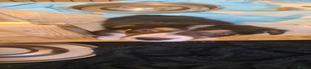 Border Collie Puppy 1