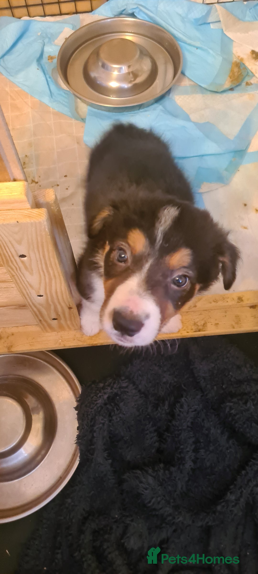 Border Collie dogs for sale: Border collie puppies  - Image 5