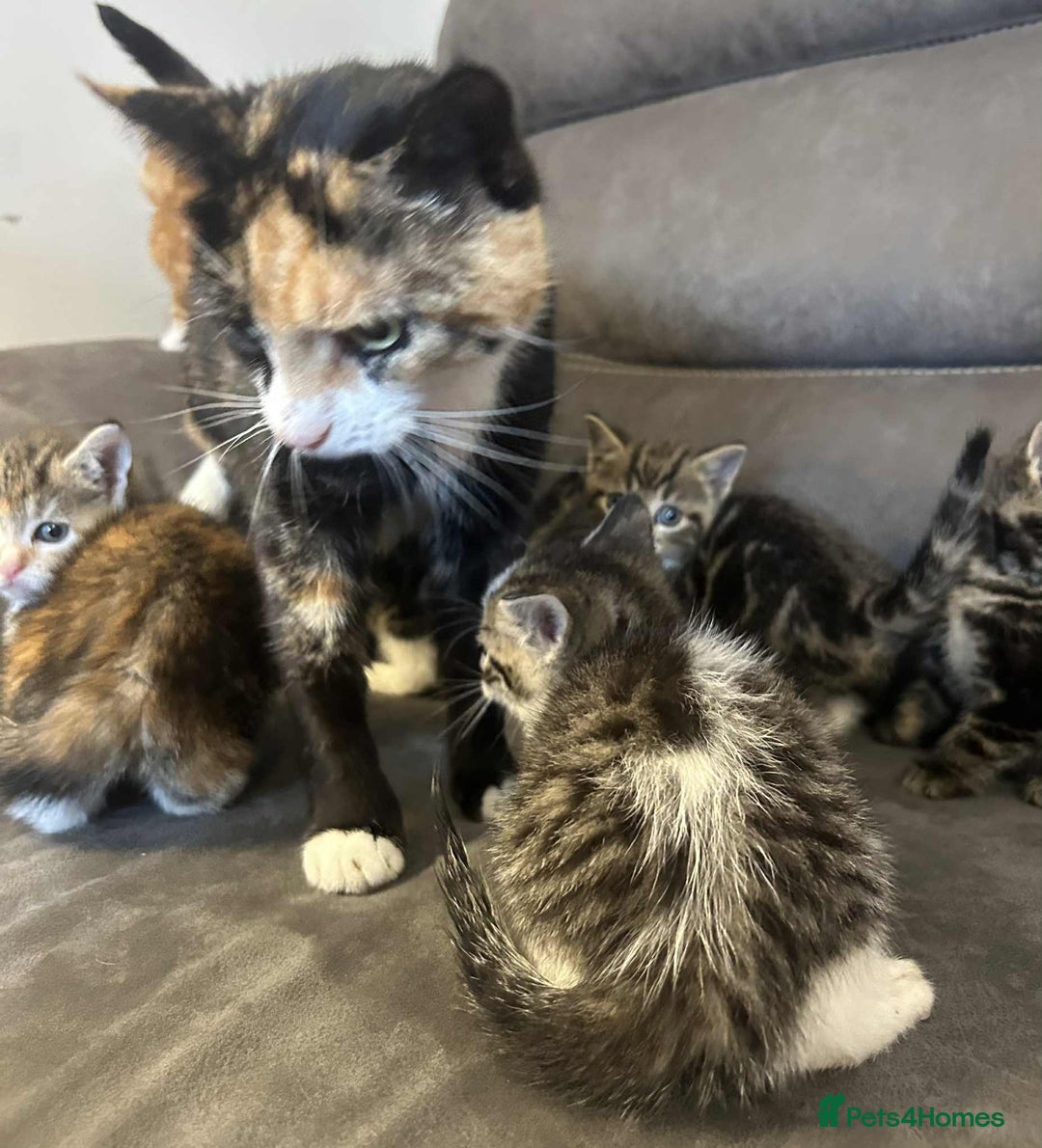 British Shorthair cats for sale: Stunning kittens available  - Image 12