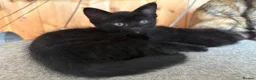Ragdoll cats for sale: Six half ragdoll kittens, four black, two ginger - Advert 13