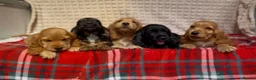 Cocker Spaniel dogs for sale: STUNNING COCKER SPANIEL PUPPIES  - Advert 3