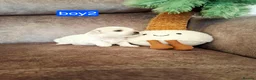 Maltese dogs for sale: Maltes puppies !! - Advert 6