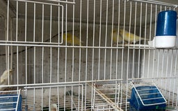 Canaries birds for sale: Yellow Diamorphic Canaries  - Image 4