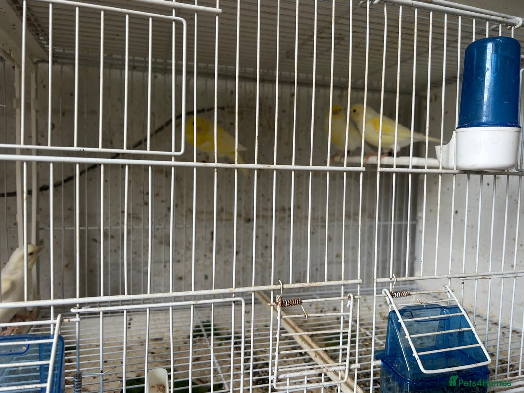 Canaries birds for sale: Yellow Diamorphic Canaries  - Image 4