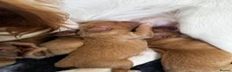 Cocker Spaniel dogs for sale: KC Working Cocker Pups - Advert 9