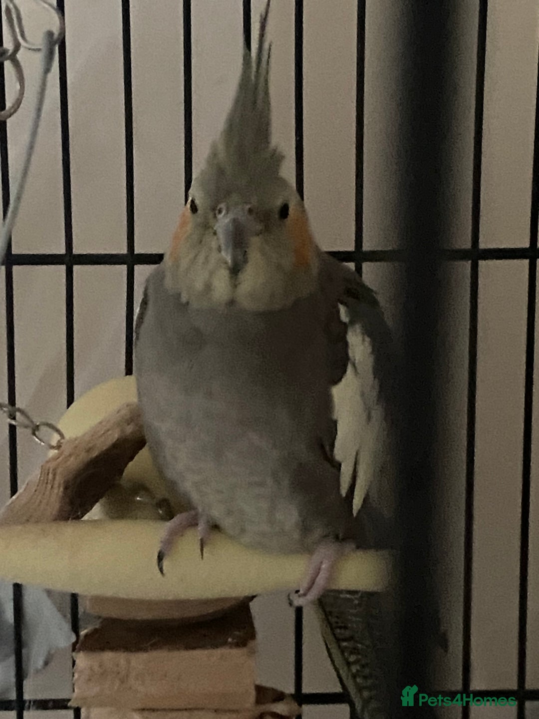 Cockatiels birds for sale: Cockatiel Pair for sale - Advert 4