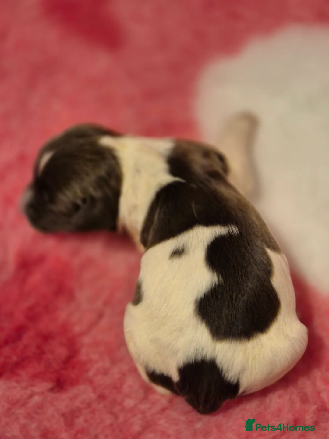 English Springer Spaniel dogs for sale:  Beautiful Liver & White Springer Spaniels - Advert 16