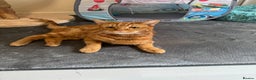 Domestic Shorthair cats for sale: Ginge male cat 2 years old  - Advert 5