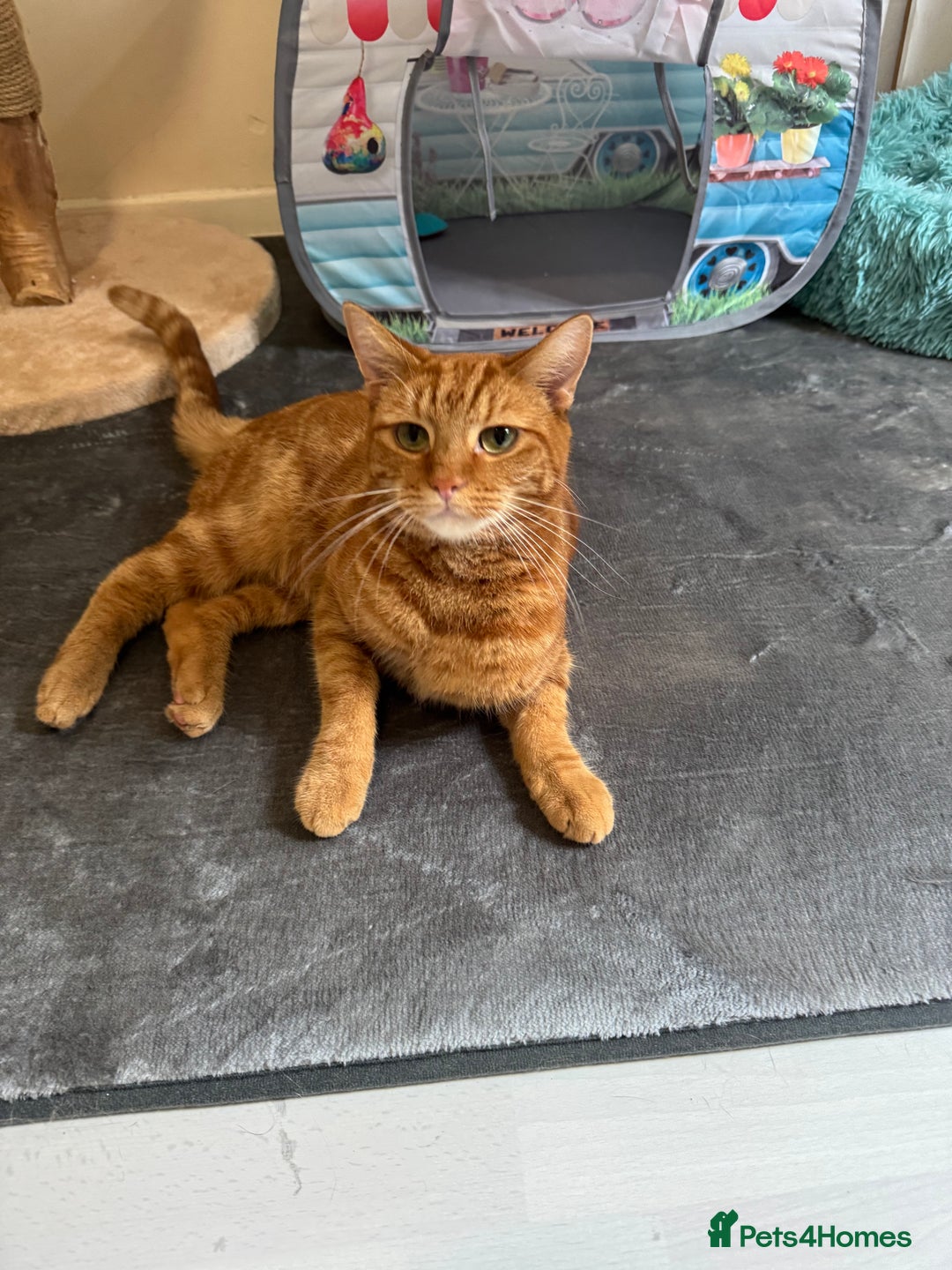 Domestic Shorthair cats for sale: Ginge male cat 2 years old  - Image 5
