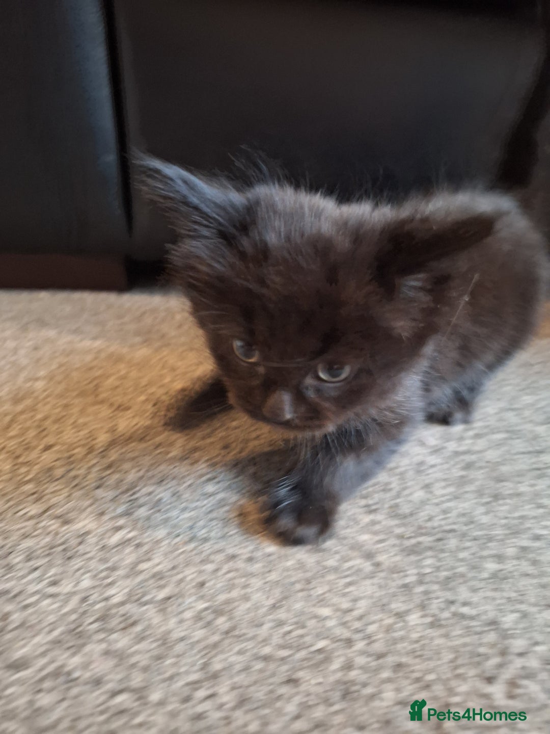 Mixed Breed cats for sale: Mix breed kittens, 1/4 ragdoll  - Advert 9