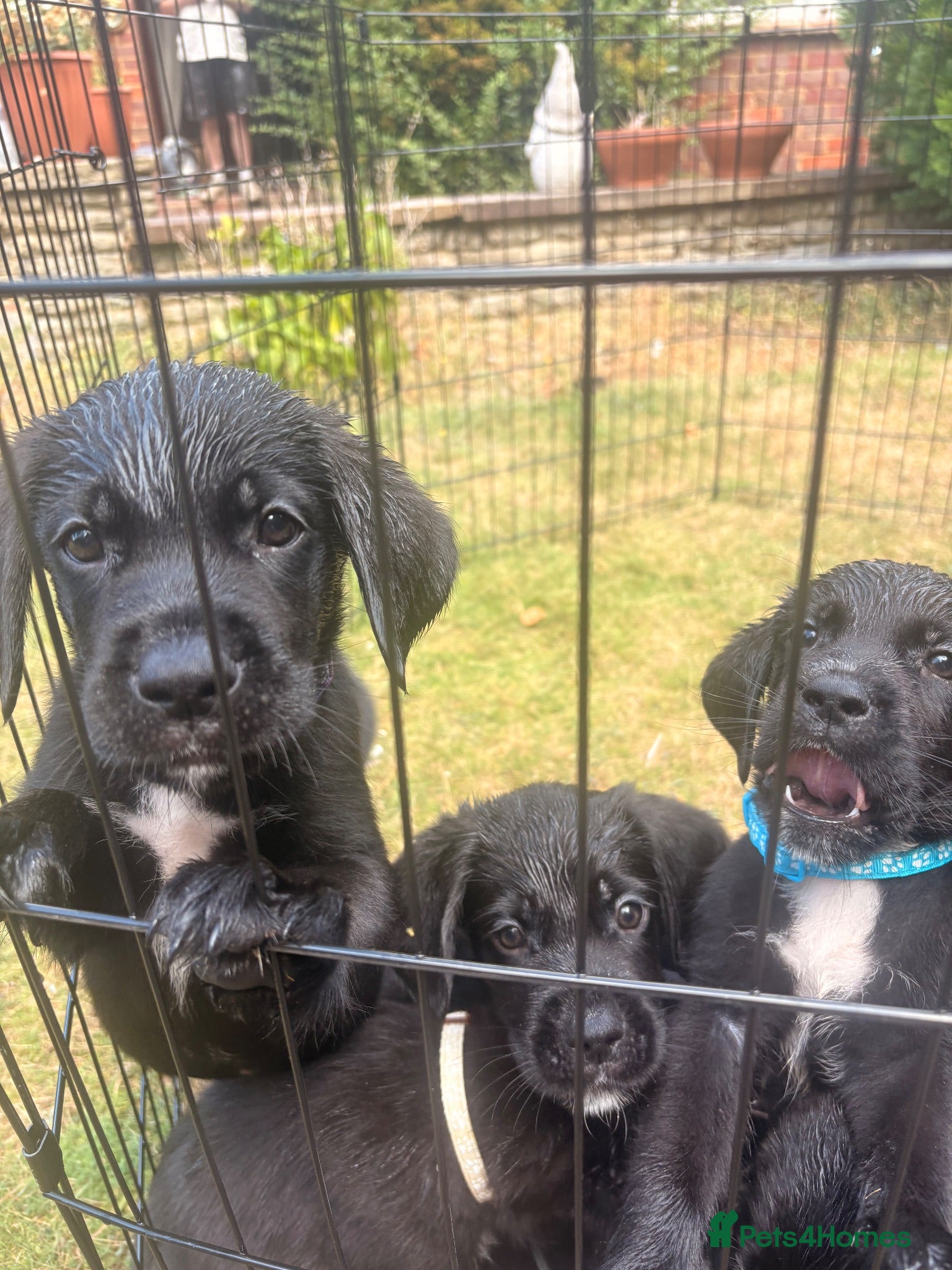 Mixed Breed dogs Urgent - Ready now - Lab Puppies - Advert 1