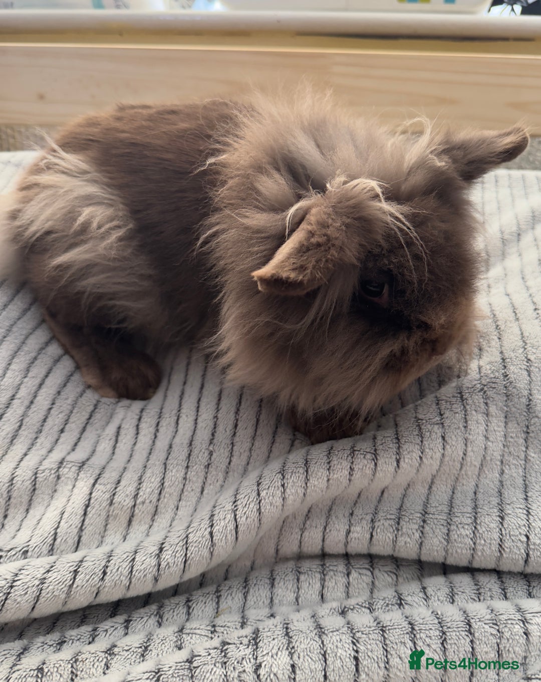 Lionhead rabbits for sale: Lionshead rabbits for sale - Advert 8
