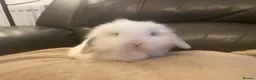 Mini Lop rabbits for sale: Mini lop litter. *Fantastic temperaments* - Advert 11