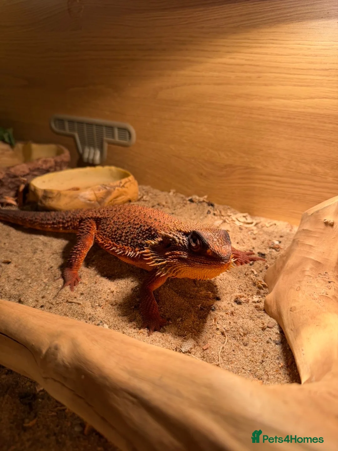 Bearded Dragon reptiles for sale: Red monster bearded dragon with full setup  in Macclesfield - Advert 2