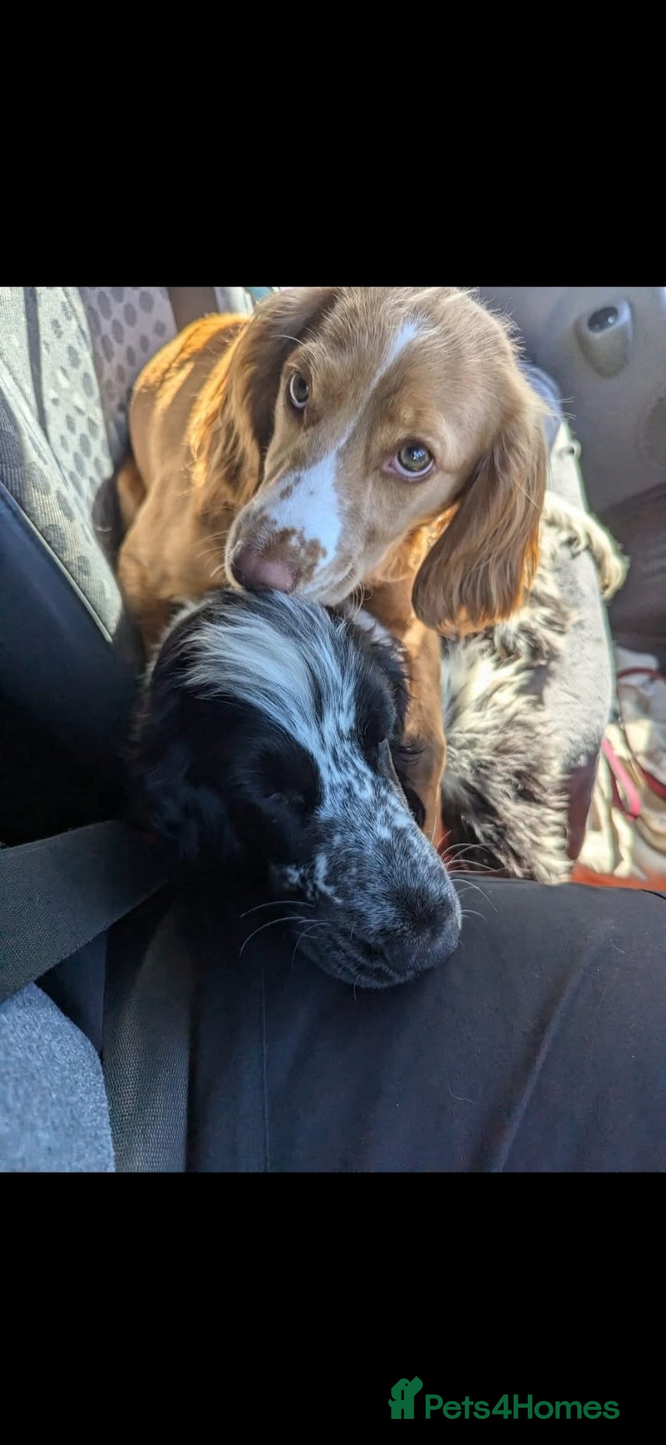 Cocker Spaniel dogs for sale: cocker spaniel puppies - Advert 3