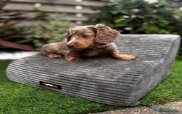 Miniature Dachshund dogs for sale: 💗 READY TO LEAVE - K.C MINIATURE DACHSHUND 💗 - Image 8