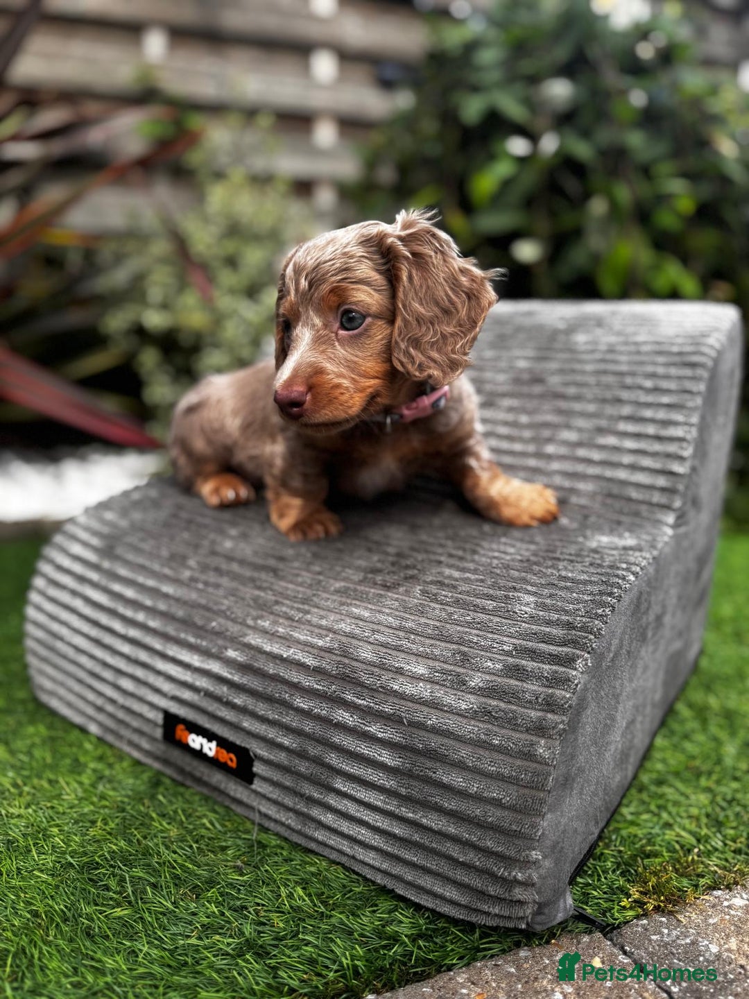 Miniature Dachshund dogs for sale: 💗 READY TO LEAVE - K.C MINIATURE DACHSHUND 💗 - Image 8