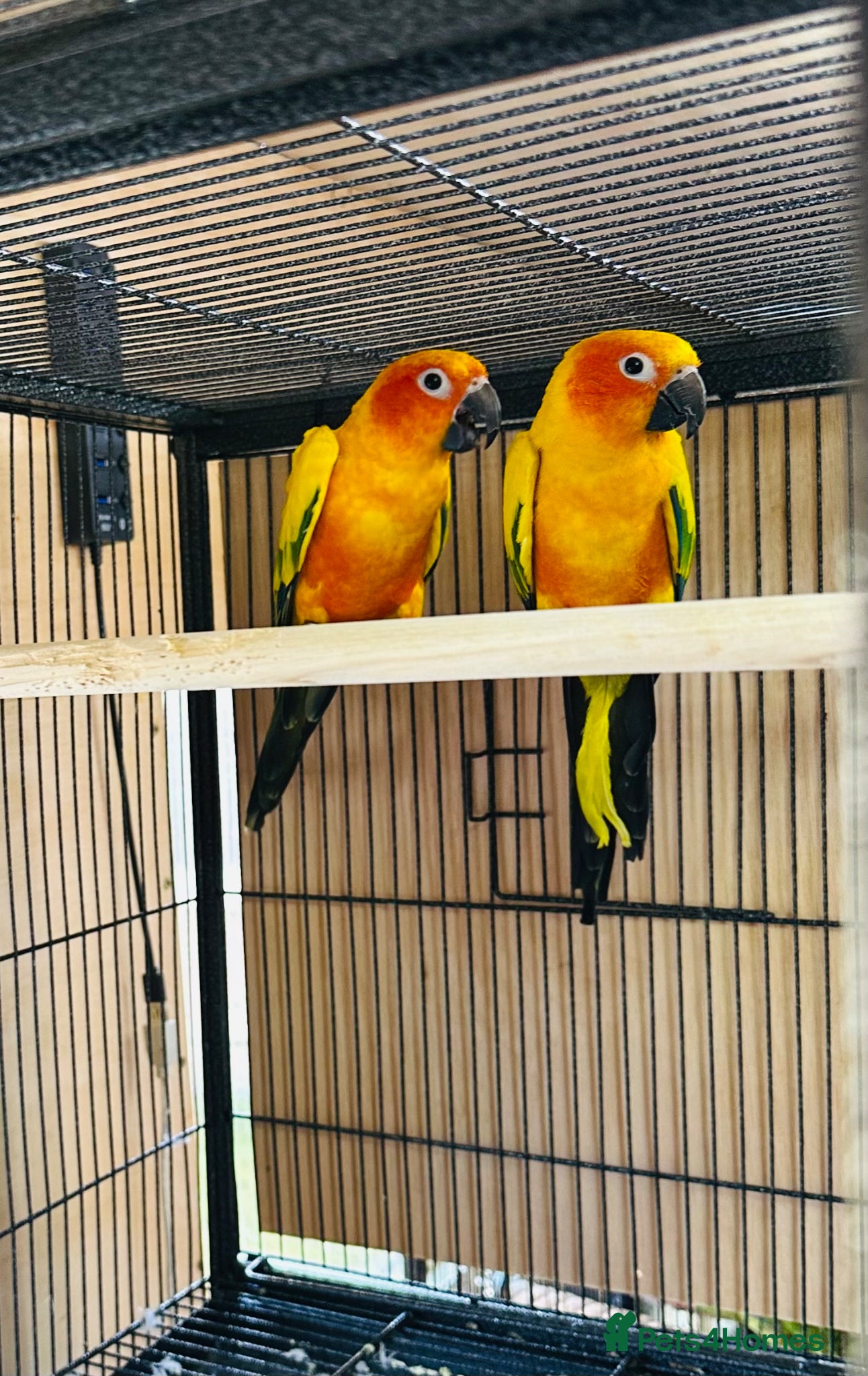 Parrots birds Pair of Sun Conures - Advert 4