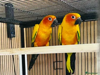 Parrots birds Pair of Sun Conures - Advert 4