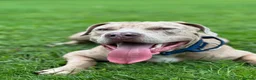 Mixed Breed dogs for sale: Hades in Telford - Advert 6