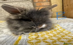 Lionhead rabbits for sale: Lionhead Rabbits For Sale  - Advert 9