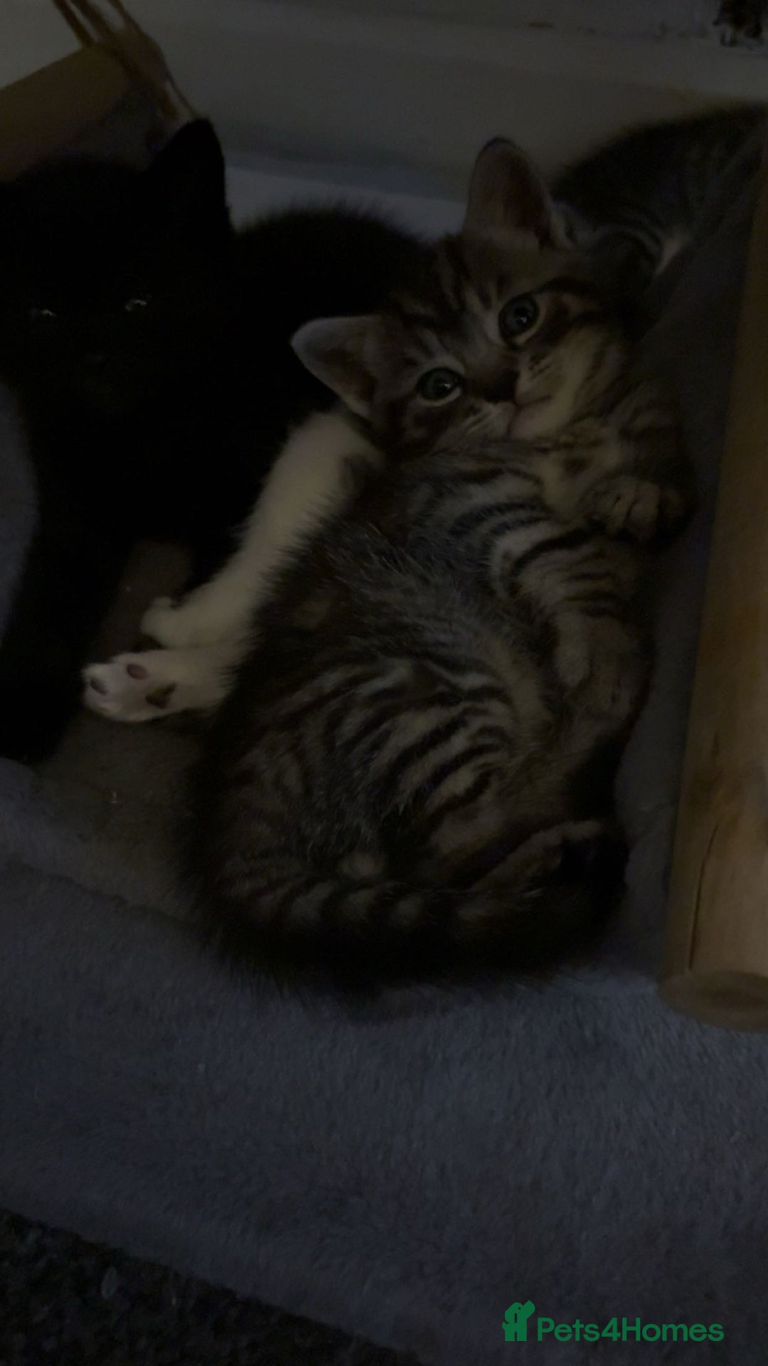 Mixed Breed cats for sale: 3 BEAUTIFUL BOYS READY TO GO 7/1 - Advert 2