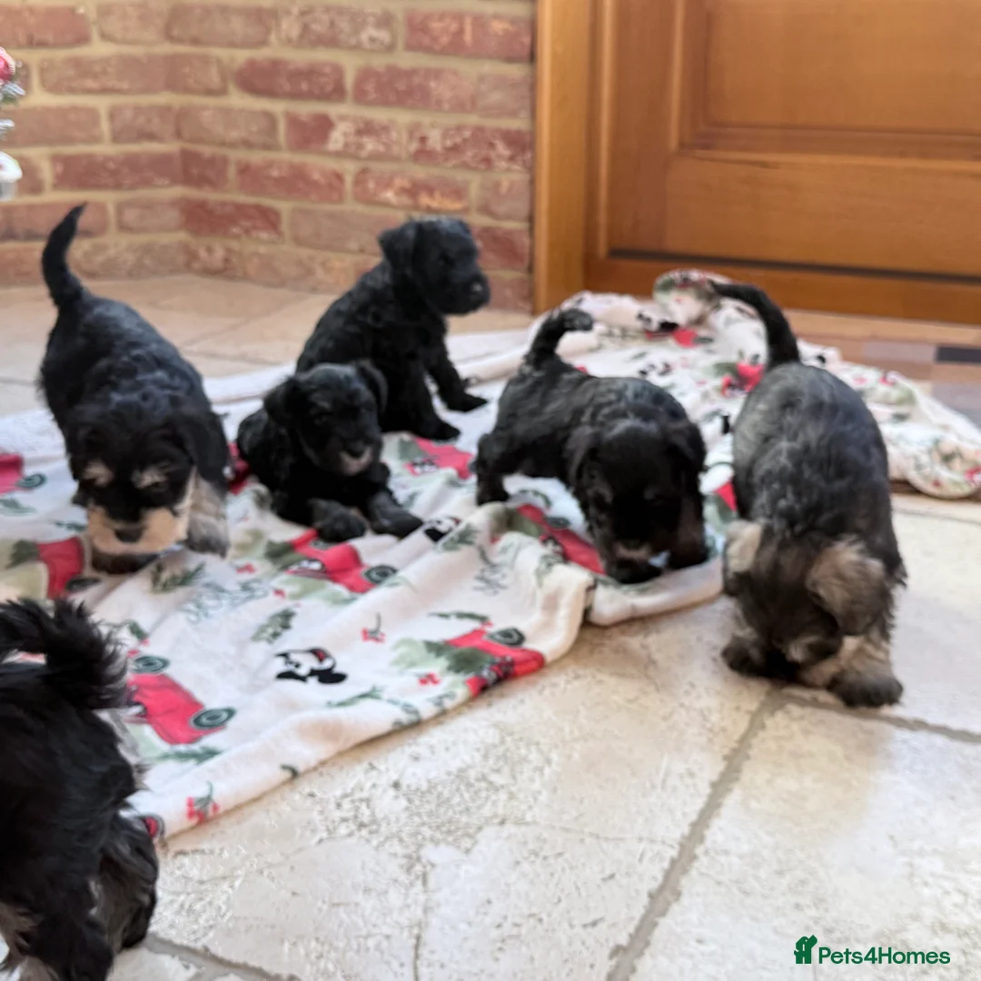 Miniature Schnauzer dogs for sale: 🌟Adorable Miniature Schnauzers Puppys 🌟 - Advert 12