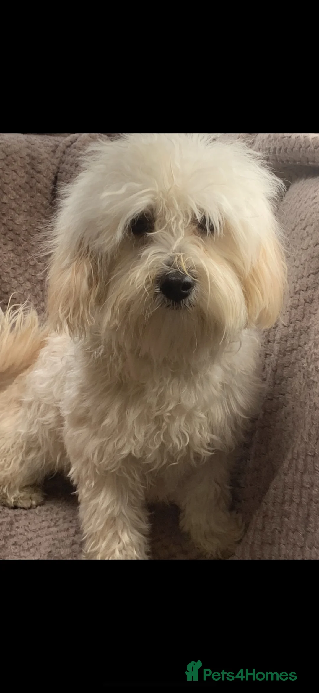 Maltipoo dogs for sale: Gorgeous f1 maltipoo female young adult  - Advert 2