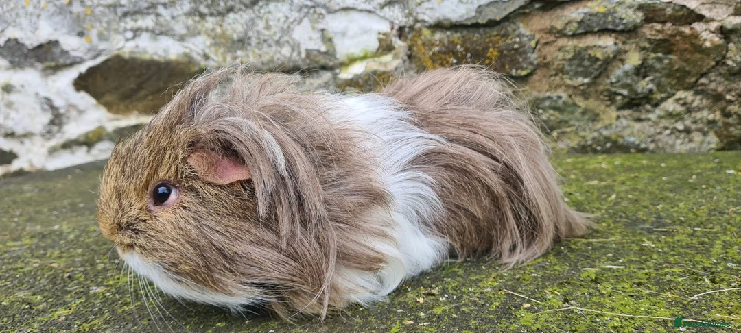 Guinea Pig rodents for sale: Sheltie Male.  - Advert 11