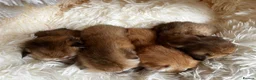 British Shorthair cats for sale: Beautiful BSH NY11 NY12 kittens - Advert 13