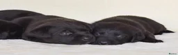 Labrador Retriever dogs for sale: Labrador - Advert 5