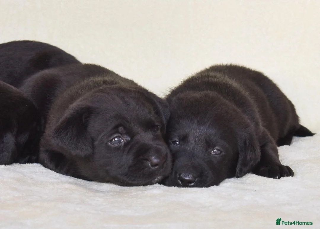 Labrador Retriever dogs for sale: Labrador - Advert 13