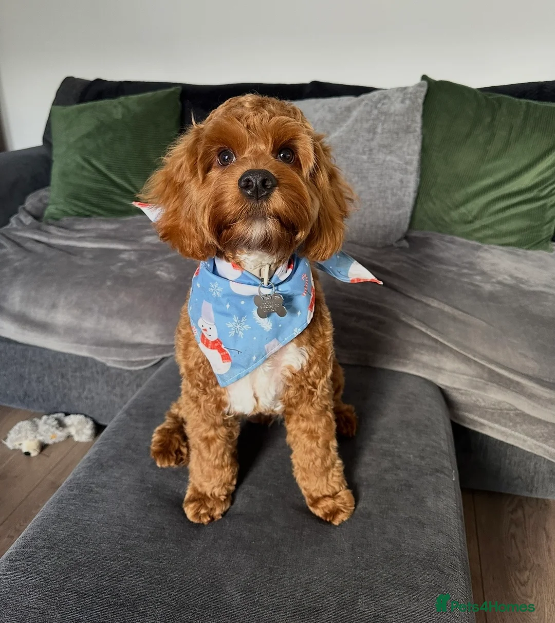 Cockapoo dogs for sale: Red F1 Toy Cockapoo Puppy - Advert 6