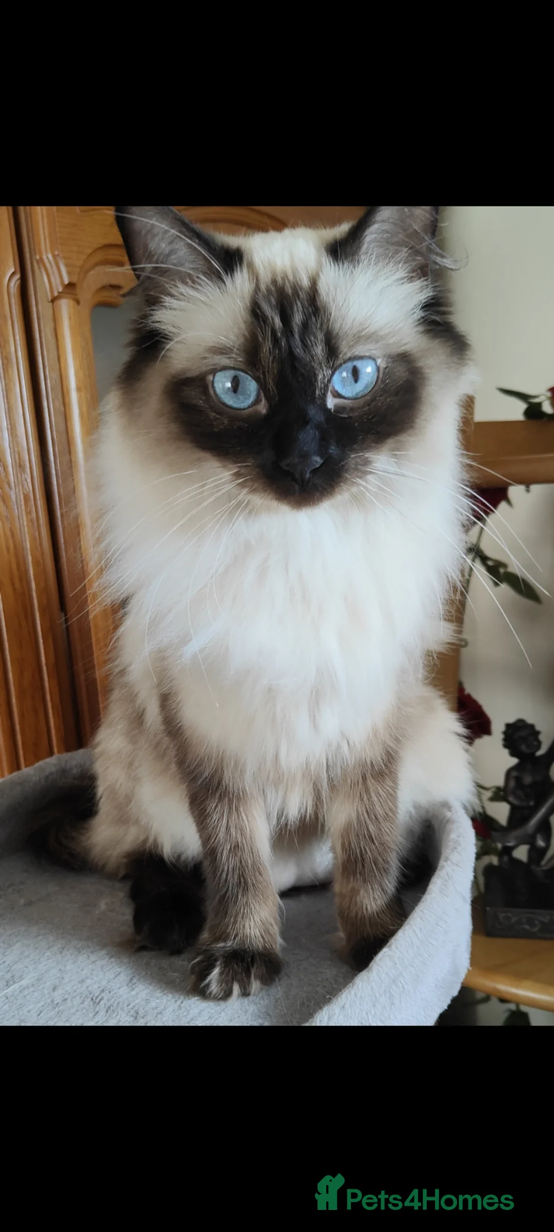 Ragdoll cats for sale: Ragdoll kittens  - Advert 6