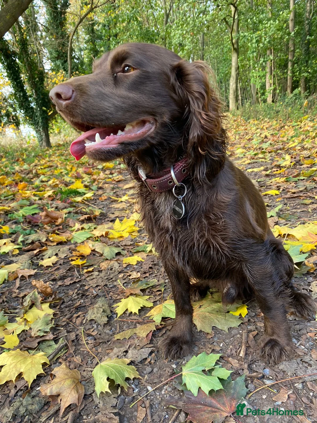 Cocker Spaniel dogs for sale: Quality KC Reg Working Cocker Spaniels - Advert 7