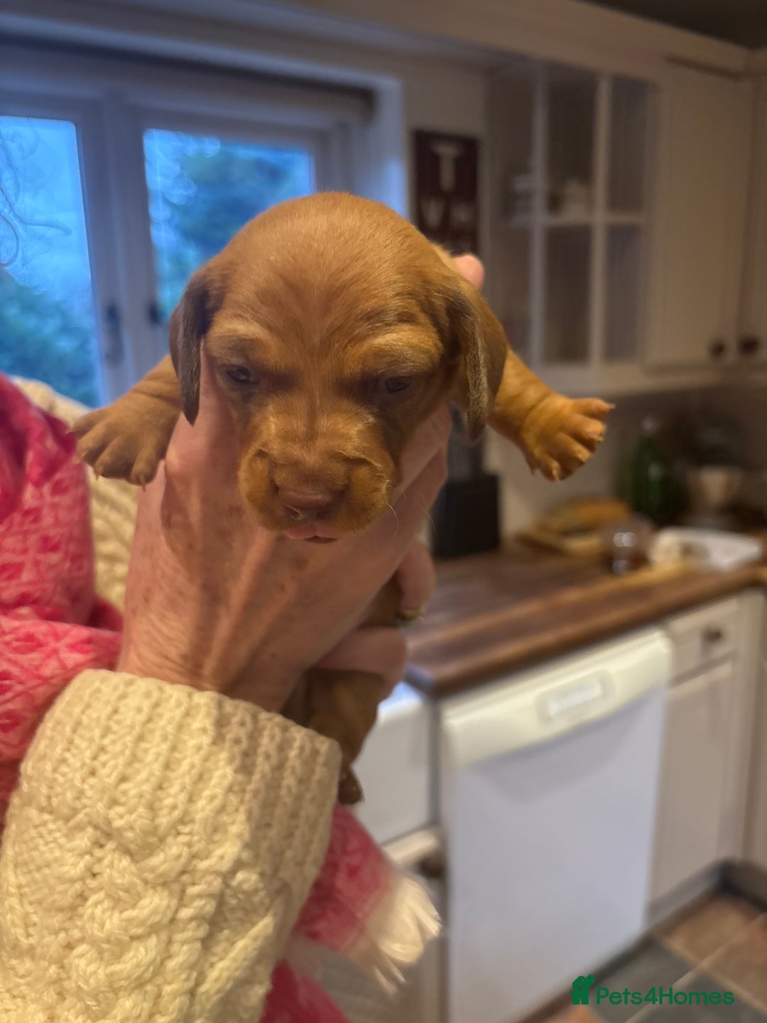 Miniature Dachshund dogs for sale: Smooth Miniature Daschund puppies  - Advert 25